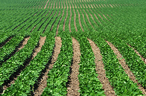 Soybeans